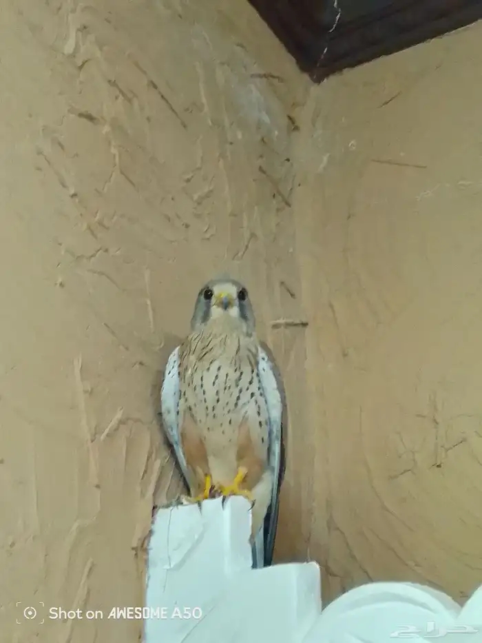 باشق وحش فرخ ذكر ومعه باشق ثاني انثى مده ثلاث ايام الواحد86 2