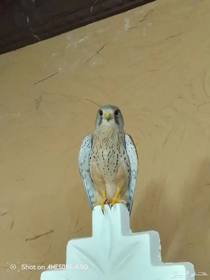 باشق وحش فرخ ذكر ومعه باشق ثاني انثى مده ثلاث ايام الواحد86 0