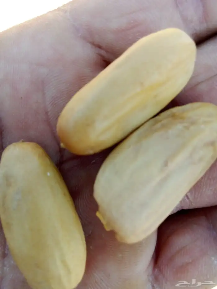 غرايس بياض للبيع 0