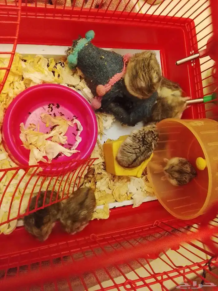 هامستر روسي 0