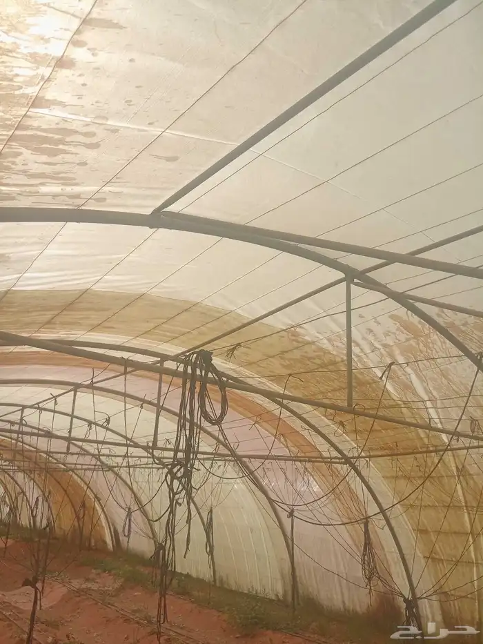 بيوت محميه 1