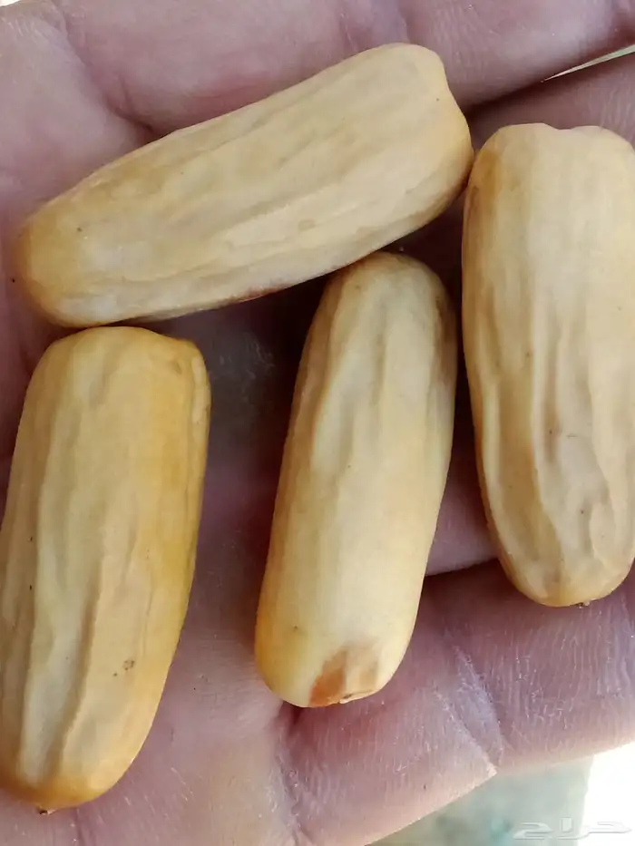 غرايس بياض للبيع 1