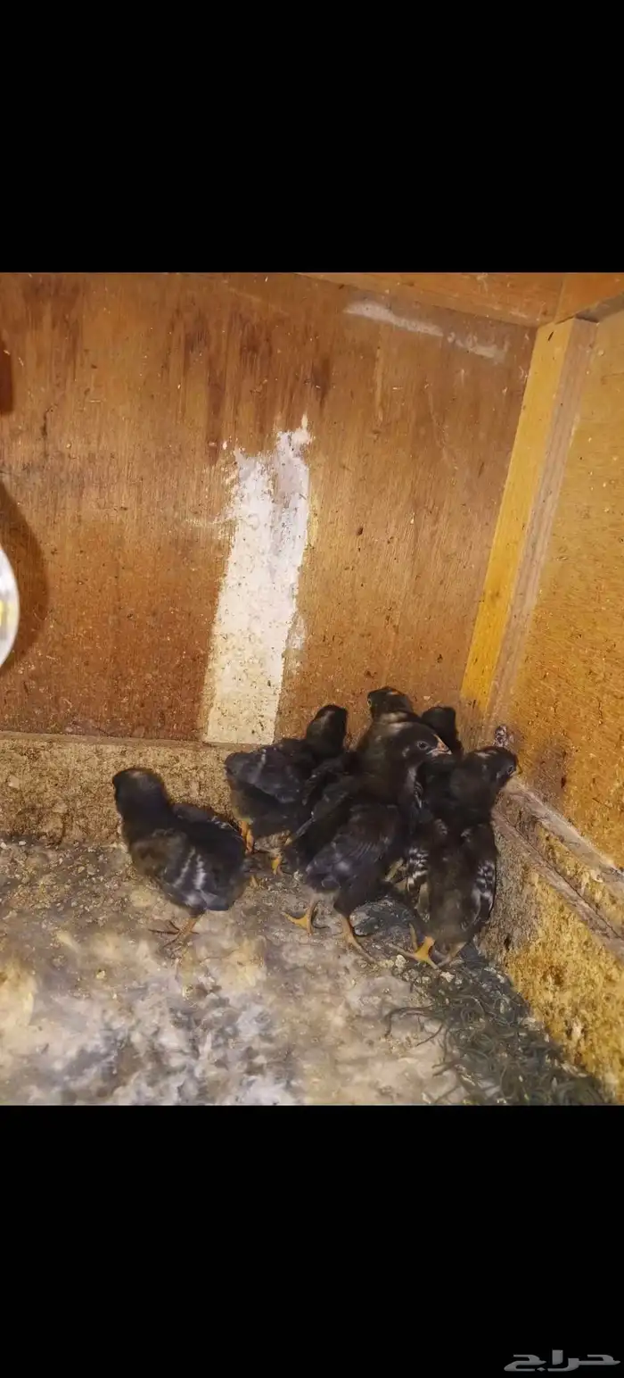 صوص دجاج امروك 11