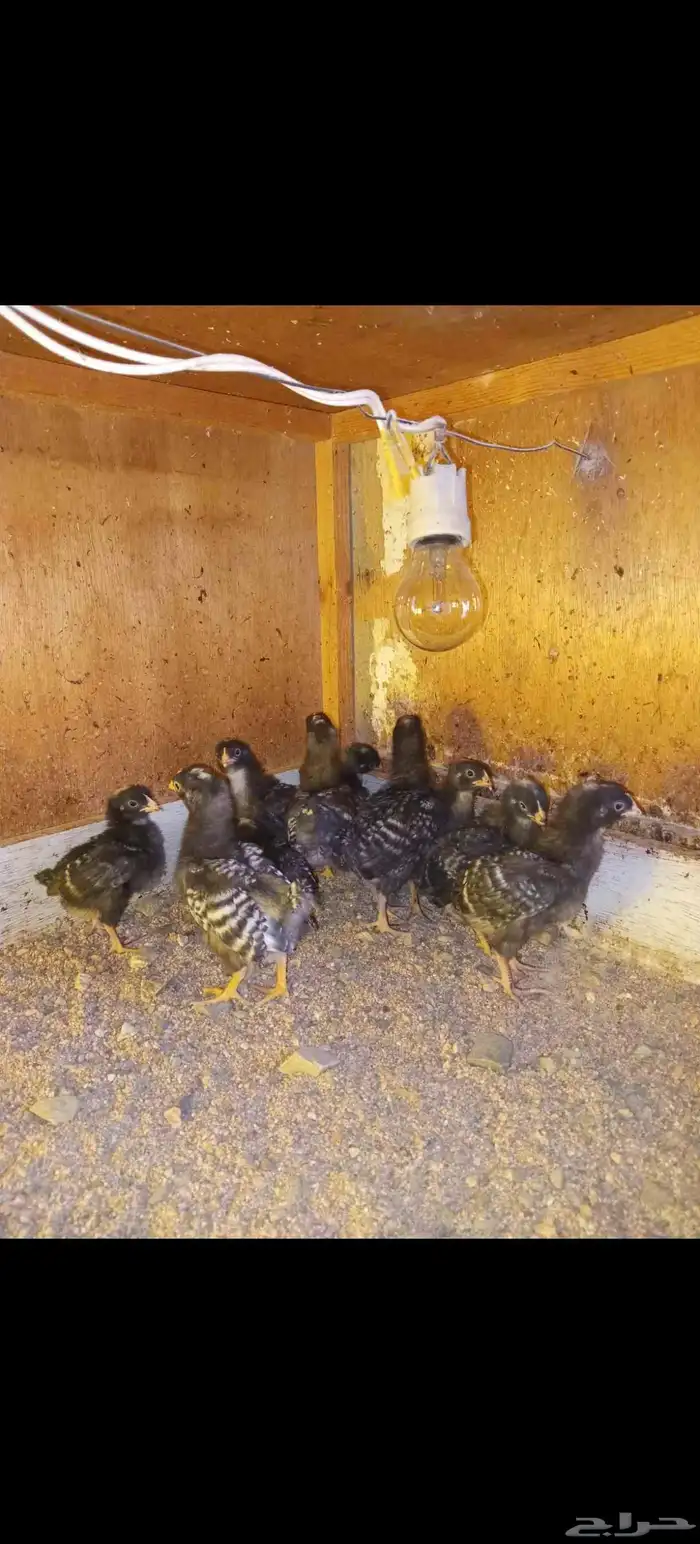 صوص دجاج امروك 10