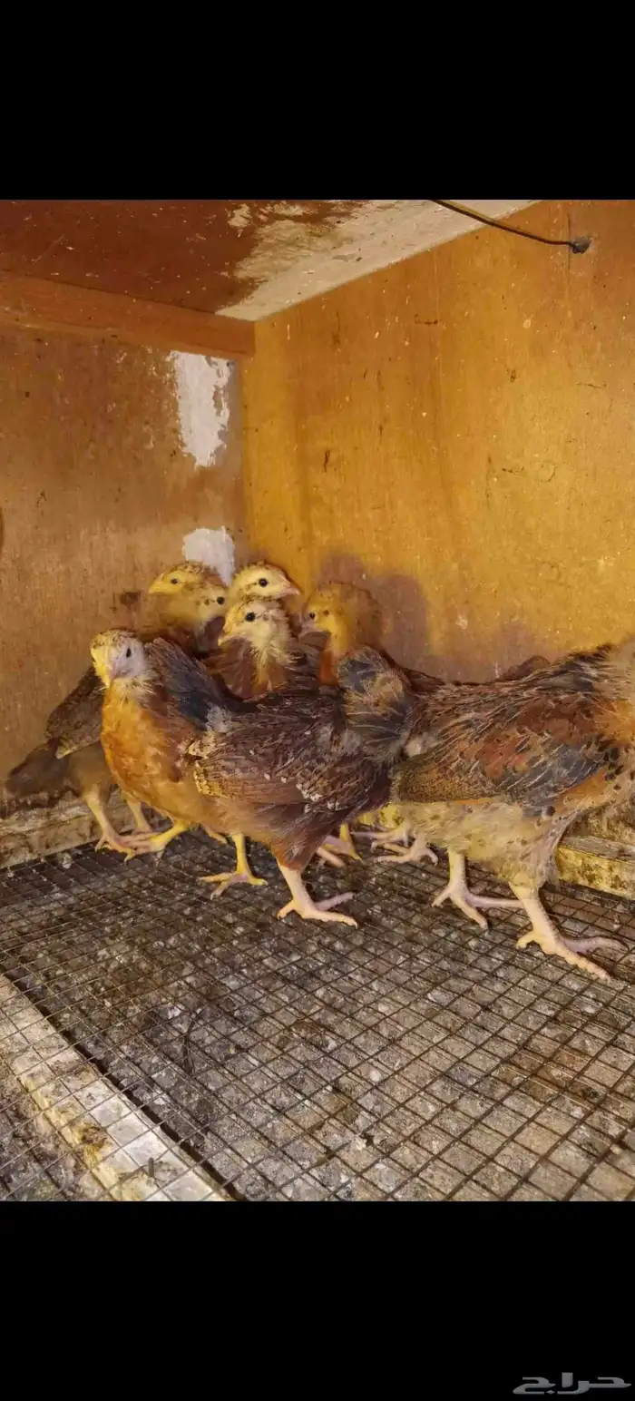 صوص دجاج فرنسي احمر 6