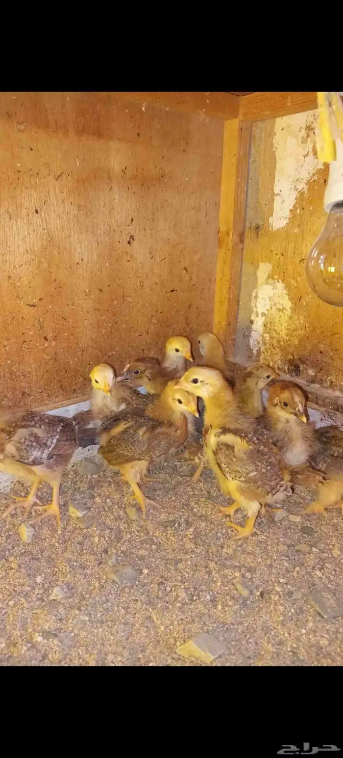 صوص دجاج فرنسي احمر 3