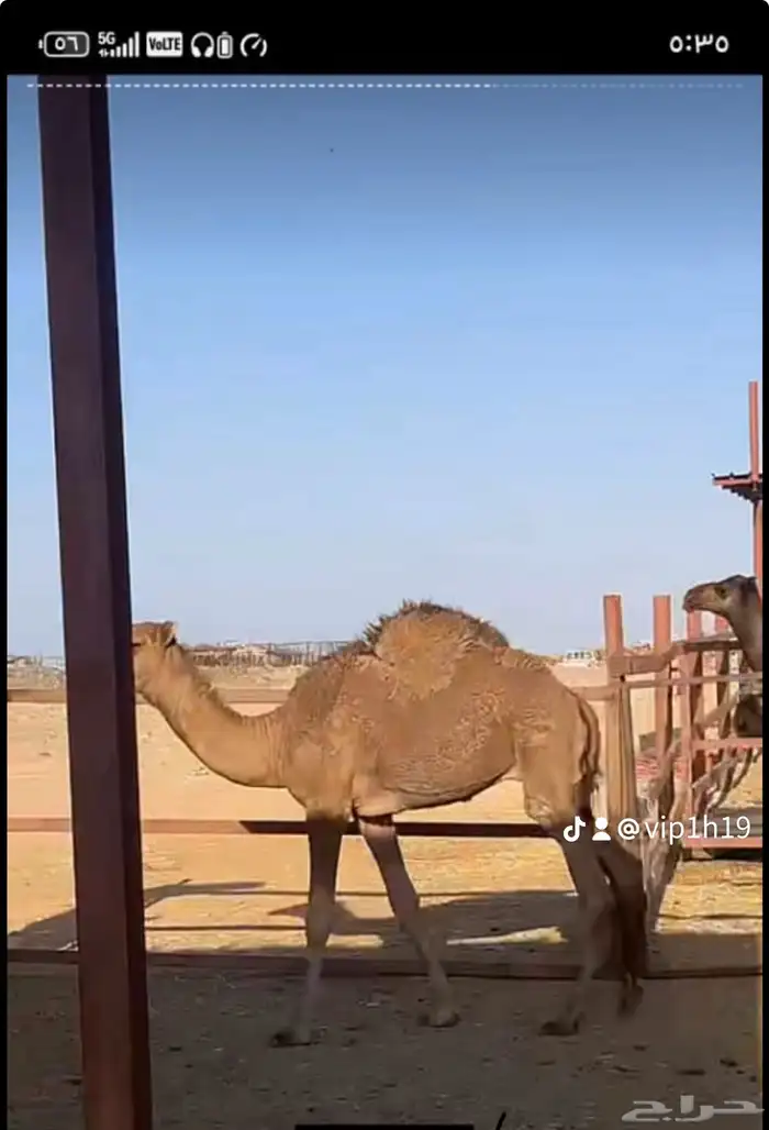 ملحمه حاشي السويرقيه جده حي الفروسيه 9