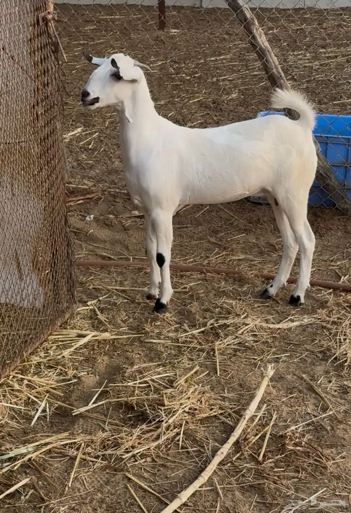 جفرة صنف فاخر 0