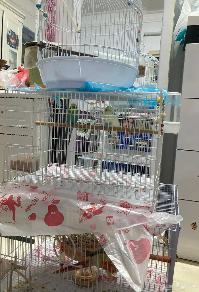 مجموعة طيور للبيع 2