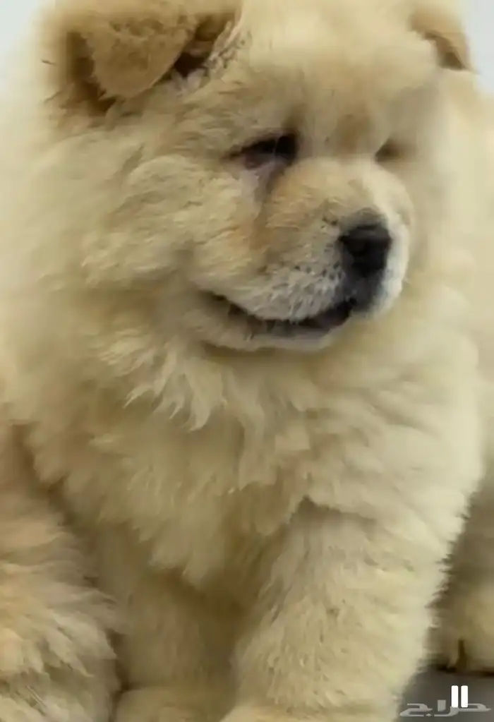 جراوي تشاو تشاو 1