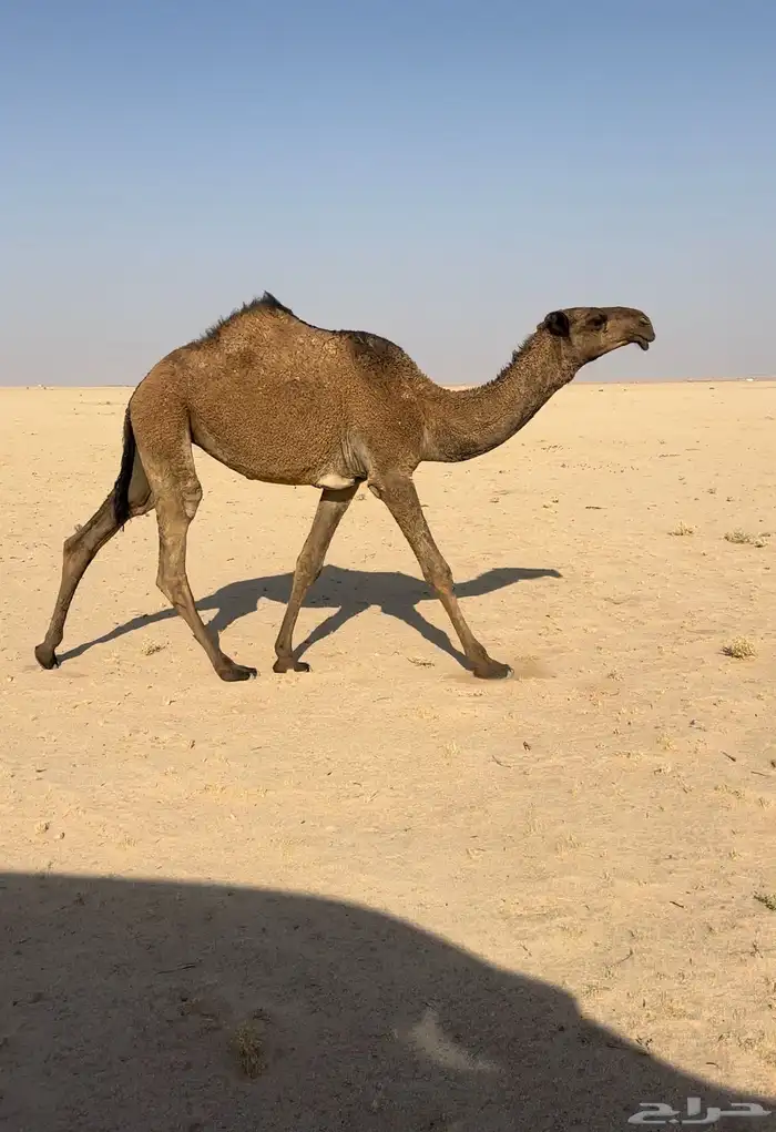 صفرا كفو دبيانيه 1