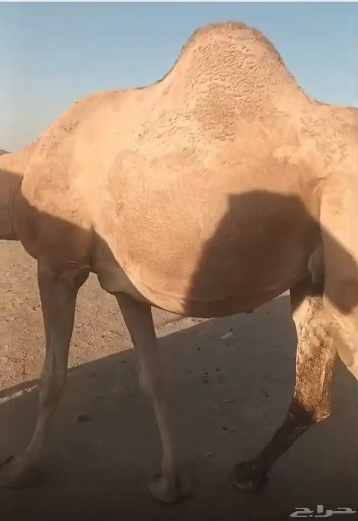 ناقة لقحة طيبة مقنوي 2