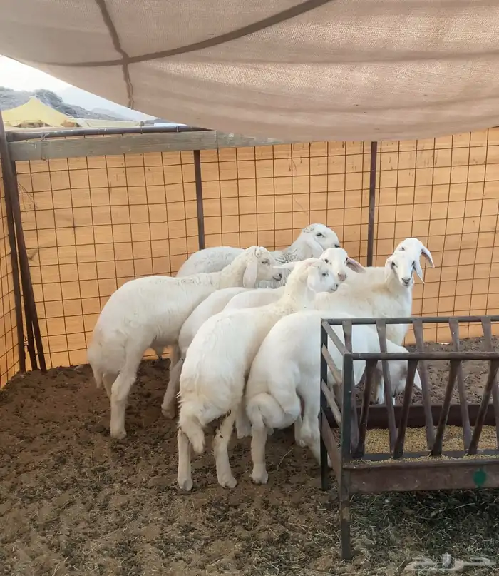 خرفان ذبايح 0