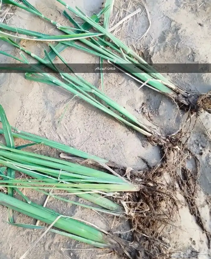 اعلاف علف وشتلات بونيكام 11