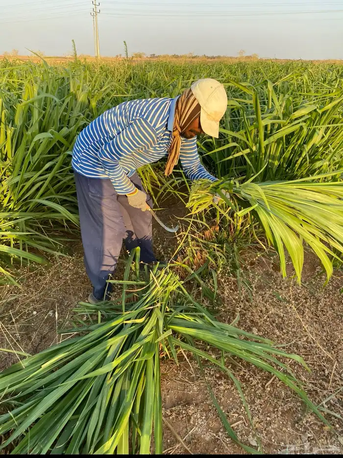 اعلاف علف وشتلات بونيكام 2