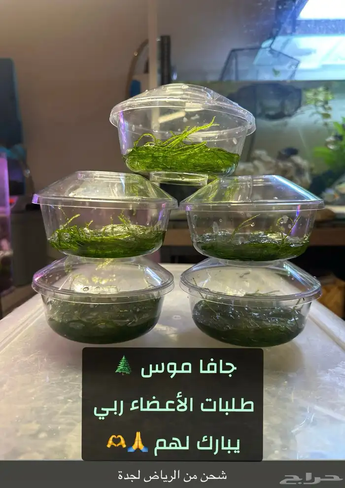 نباتات مائية ( جافا موس ) Java Moss 14