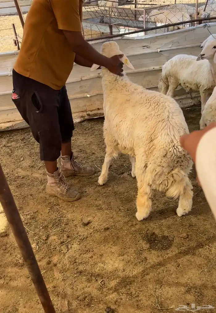 طليان بالتقسيط 1