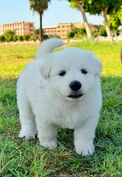 وايت جيرمن _ white German index