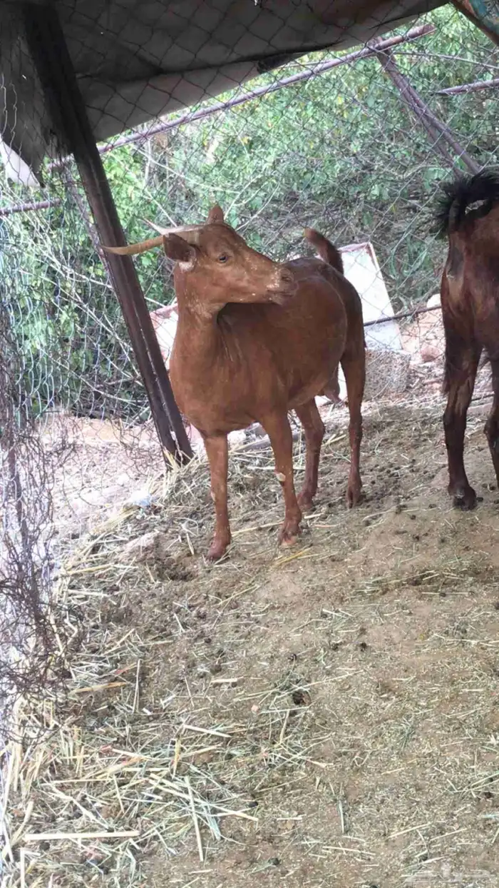 شاه فيها وشاحه بسيطه دهما (ناشح) سعر على السوم الموقع بارق 0