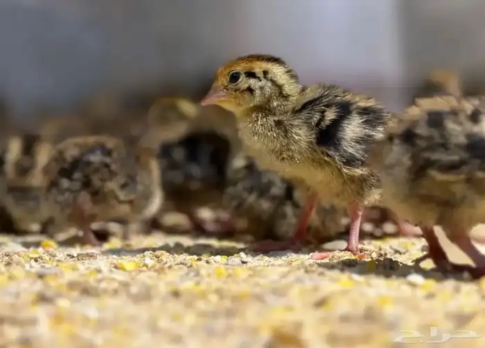 صوص سمان فري 0