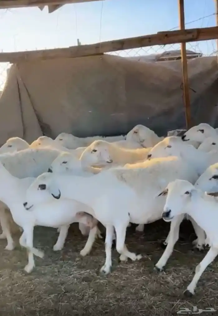 غنم ضان دفيع وقرايب بتولد العدد 30 راس بفحلها تحتها 2 0