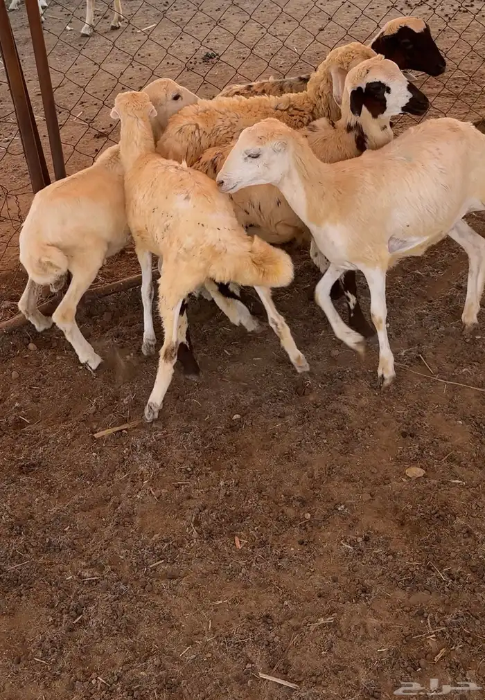 3كباشه 3ورخل 0