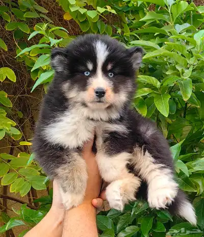 كلاب هاسكي جراوي index