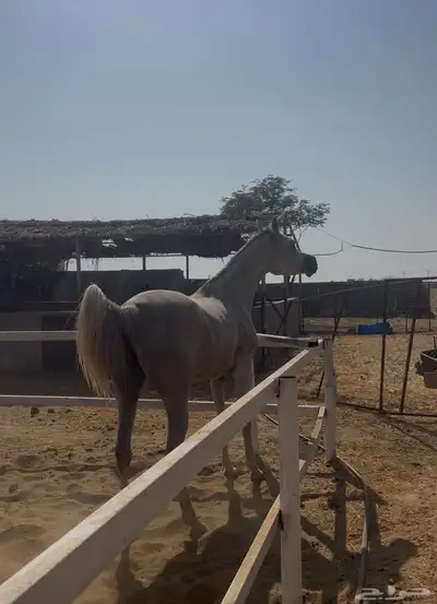 فرس واهو بنت بطل العالم اي اس حرير index