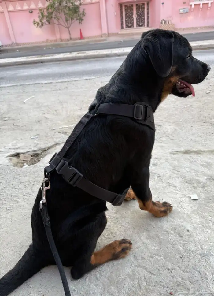 كلب روت ويلر العمر 4 شهور الحجم كبير 1