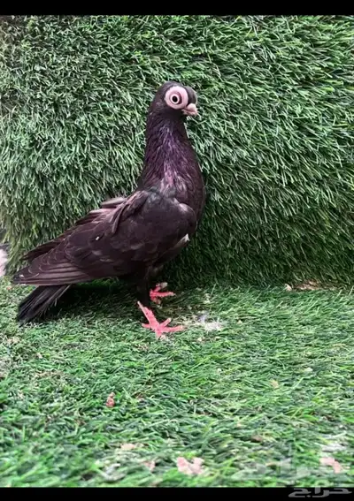 مطلوب اناثي كوريات نفس النوعيه لا يهم اللون الموقع الرياض 0