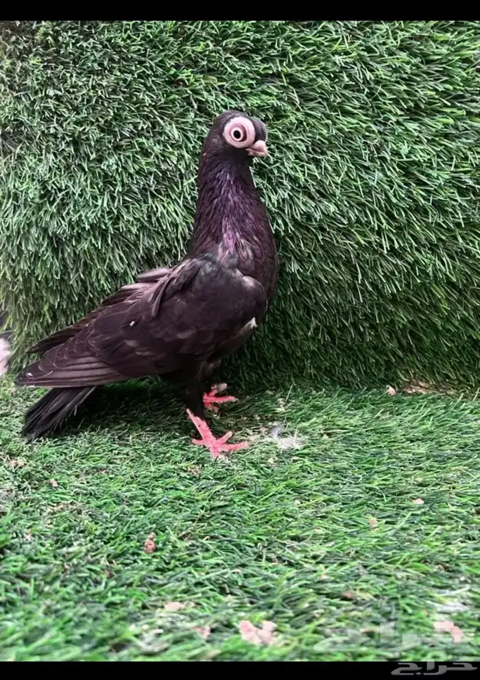 مطلوب اناثي كوريات نفس النوعيه لا يهم اللون الموقع الرياض 0