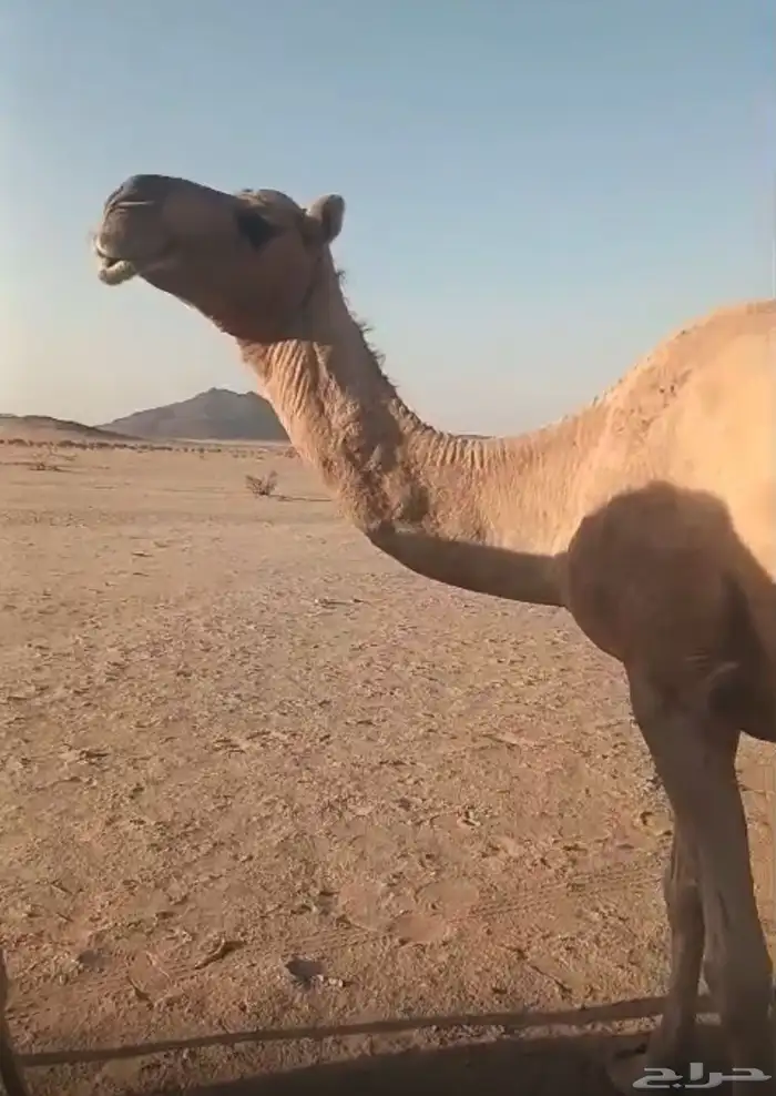 ناقة لقحة طيبة مقنوي 1