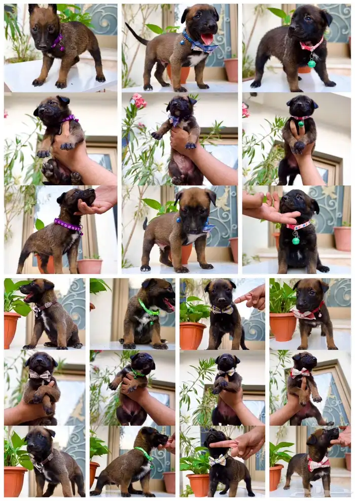 عرض لمنتجين كلاب المالينو 11