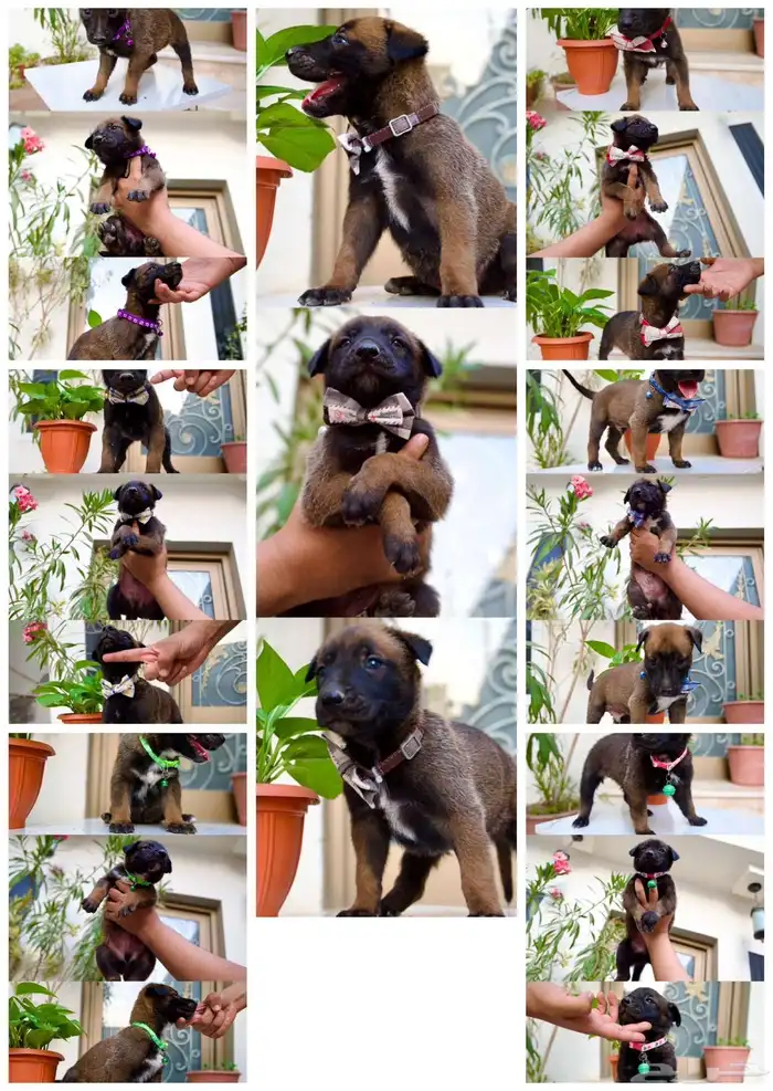 عرض لمنتجين كلاب المالينو 12