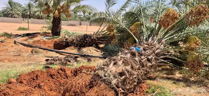 يوجد جميع انواع النخيل إلى جميع أنحاء المملكة 9