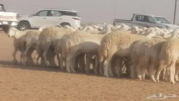 رخال حريات حرش صنف جنب دفيع ضان مراح 34 رأس 43