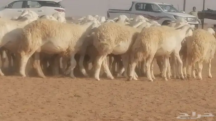 رخال حريات حرش صنف جنب دفيع ضان مراح 34 رأس 4