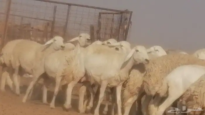 رخال حريات حرش صنف جنب دفيع ضان مراح 34 رأس 15