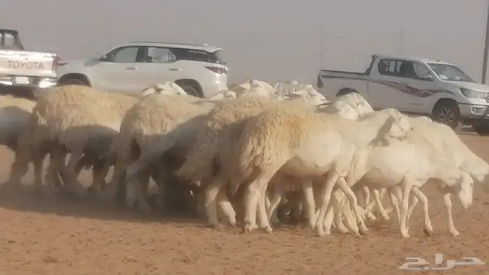 رخال حريات حرش صنف جنب دفيع ضان مراح 34 رأس 48