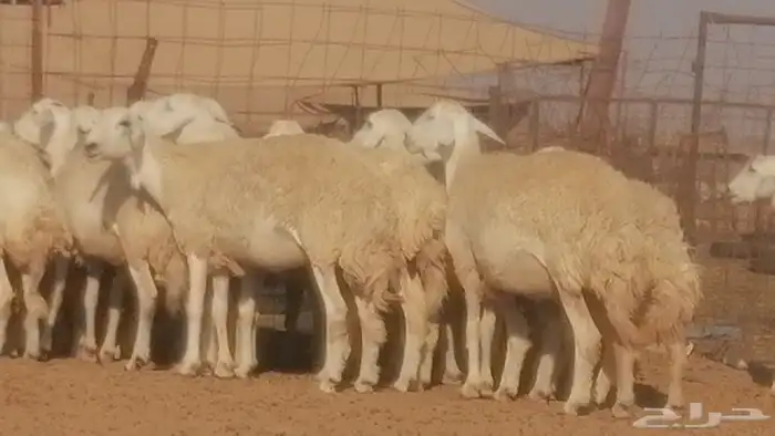 رخال حريات حرش صنف جنب دفيع ضان مراح 34 رأس 14