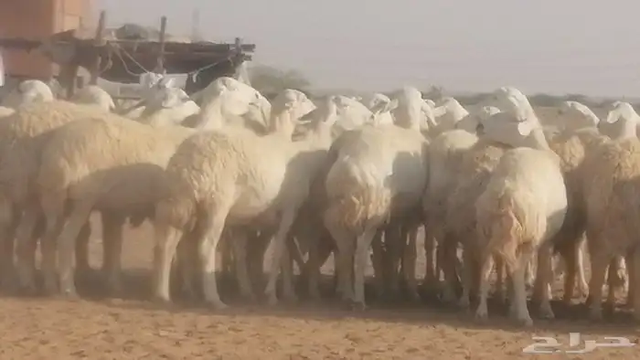 رخال حريات حرش صنف جنب دفيع ضان مراح 34 رأس 20