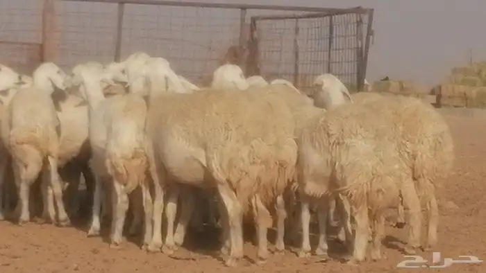 رخال حريات حرش صنف جنب دفيع ضان مراح 34 رأس 33