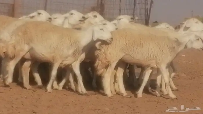 رخال حريات حرش صنف جنب دفيع ضان مراح 34 رأس 35