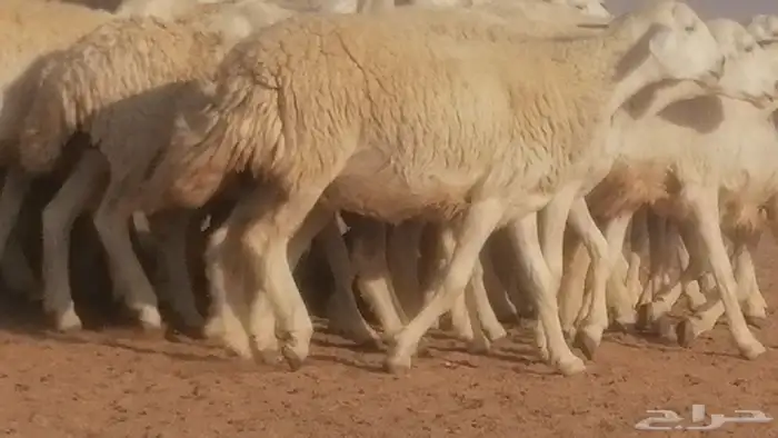 رخال حريات حرش صنف جنب دفيع ضان مراح 34 رأس 17