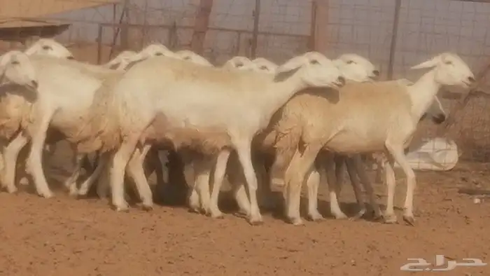 رخال حريات حرش صنف جنب دفيع ضان مراح 34 رأس 34