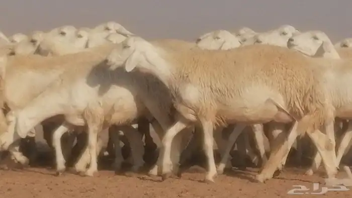 رخال حريات حرش صنف جنب دفيع ضان مراح 34 رأس 26