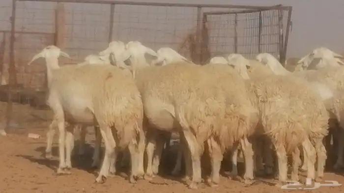 رخال حريات حرش صنف جنب دفيع ضان مراح 34 رأس 28