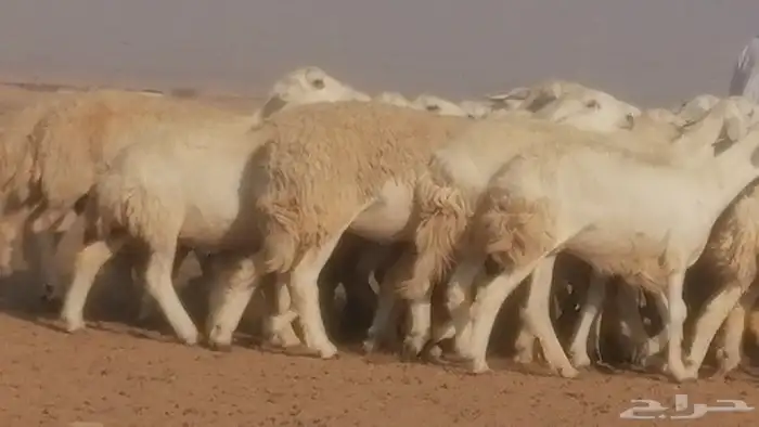 رخال حريات حرش صنف جنب دفيع ضان مراح 34 رأس 31