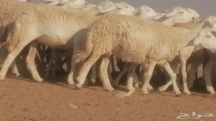 رخال حريات حرش صنف جنب دفيع ضان مراح 34 رأس 5