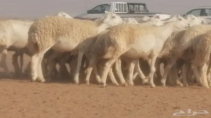 رخال حريات حرش صنف جنب دفيع ضان مراح 34 رأس 6